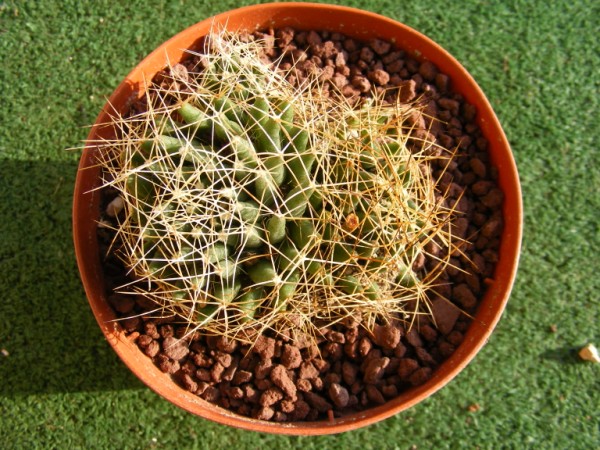 Mammillaria camptotricha 