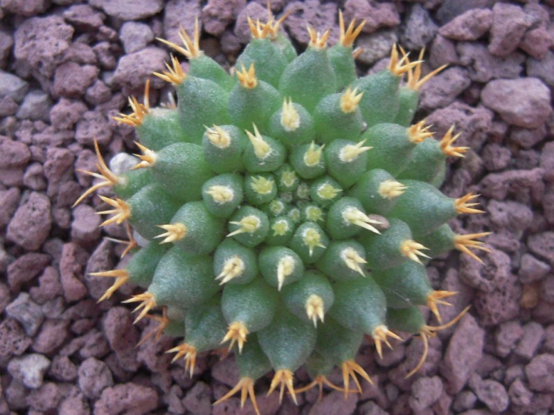 Mammillaria decipiens ssp. camptotricha cv. brevispina 