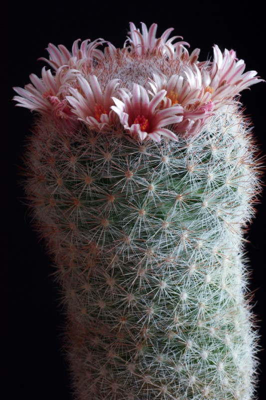 Mammillaria candida v. rosea 