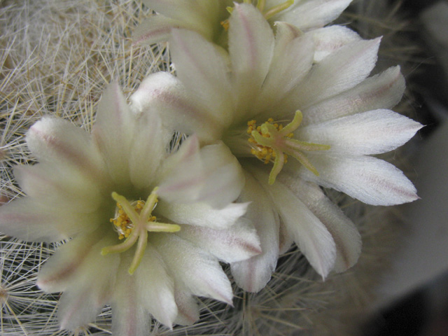 Mammillaria candida 