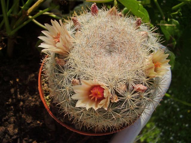 Mammillaria candida 
