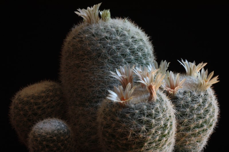 Mammillaria candida 