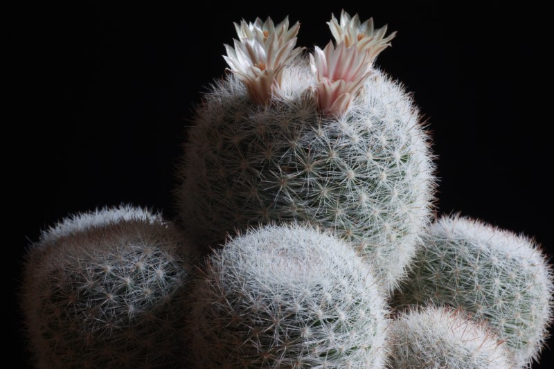 Mammillaria candida 