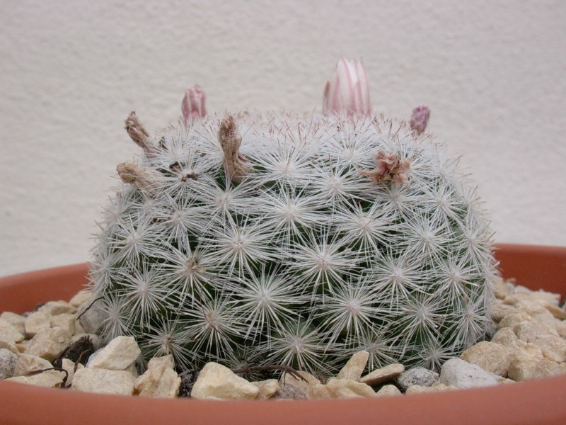 Mammillaria candida 