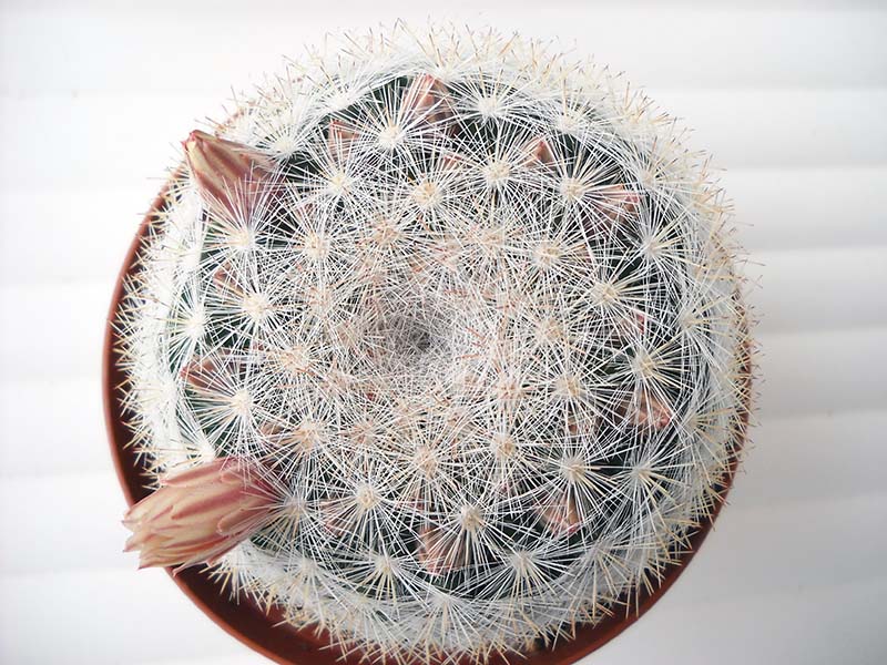Mammillaria candida 