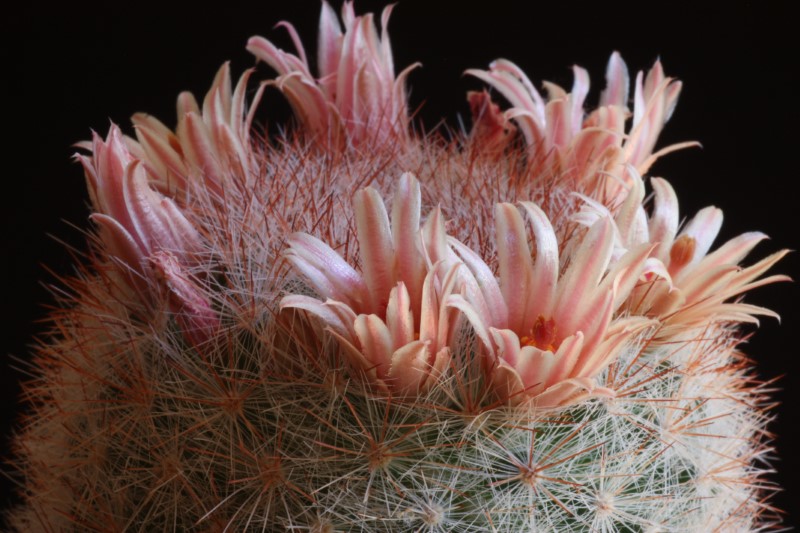 Mammillaria candida v. rosea 
