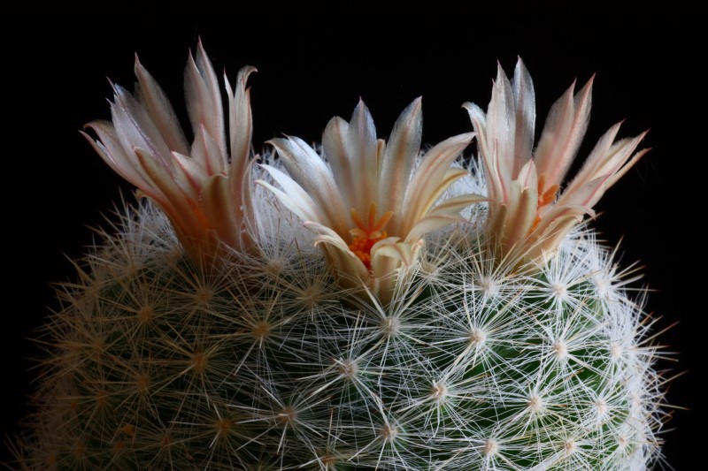 Mammillaria candida 