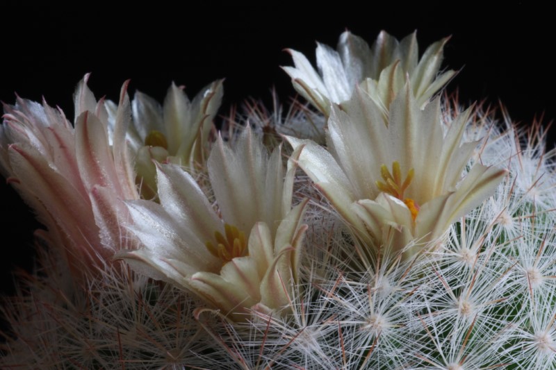 Mammillaria candida 