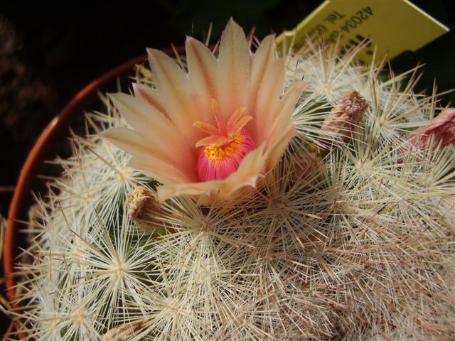 Mammillaria candida 