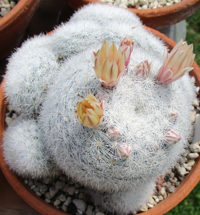 Mammillaria candida 