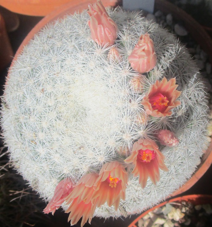 Mammillaria candida 