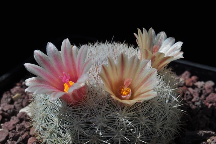 Mammillaria candida SB280