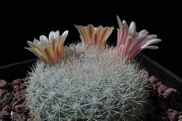 Mammillaria candida SB280