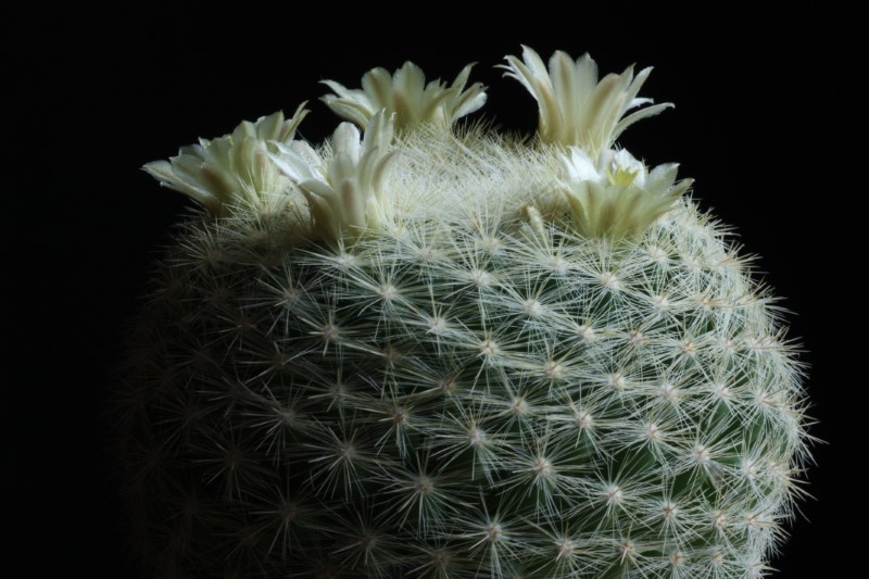 Mammillaria candida v. estanzuelensis 