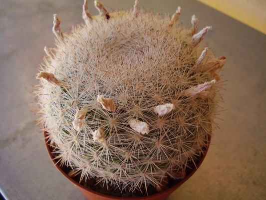  mammillaria candida 