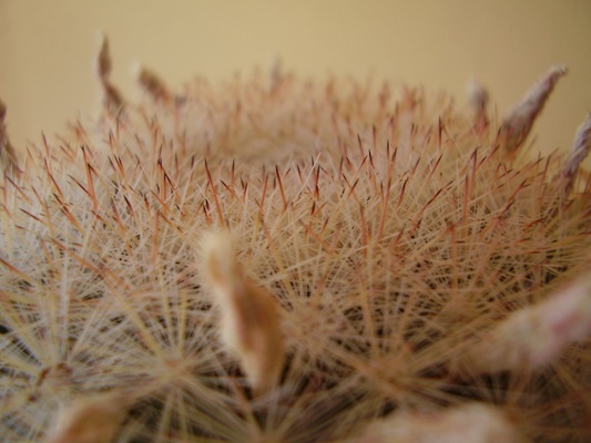  mammillaria candida 