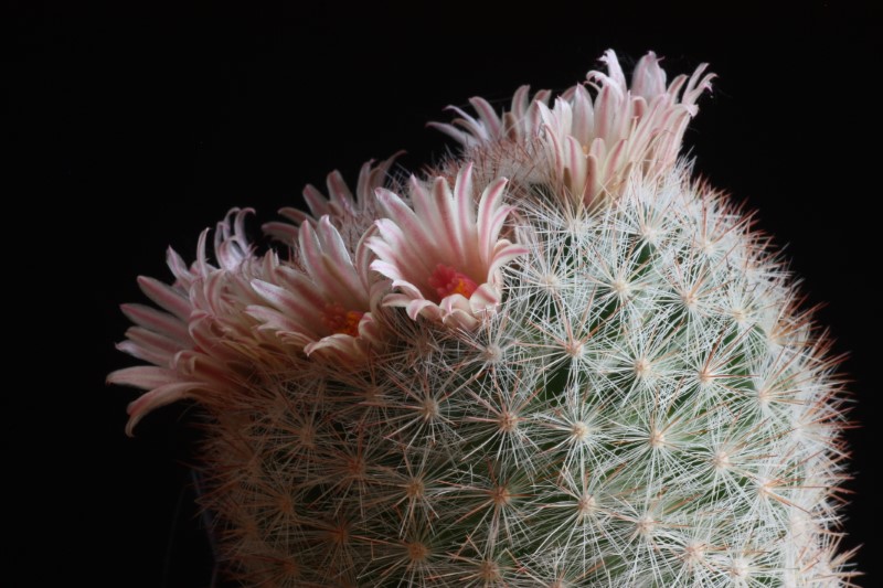 Mammillaria candida v. rosea 