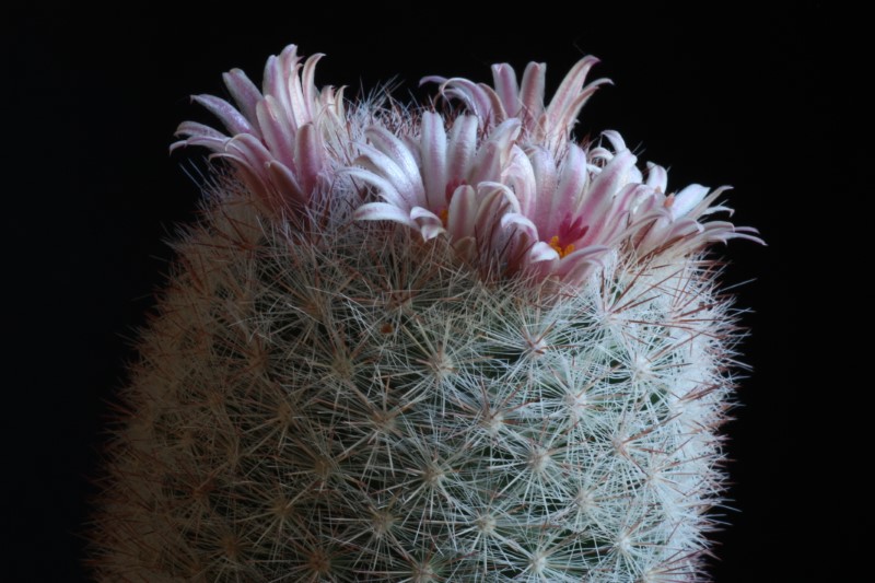 Mammillaria candida v. rosea 