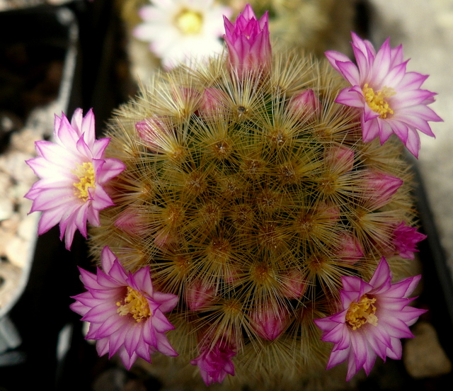 Mammillaria carmenae 