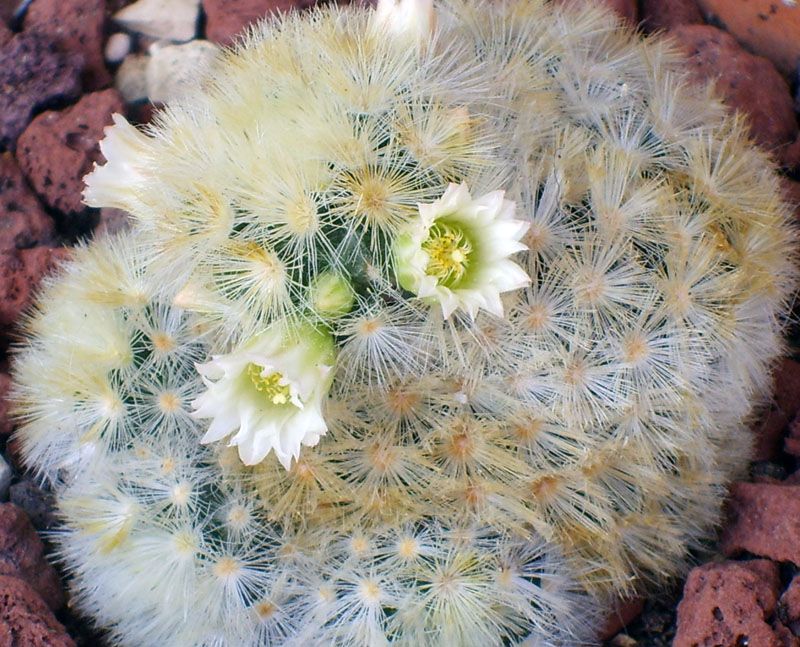 Mammillaria carmenae 