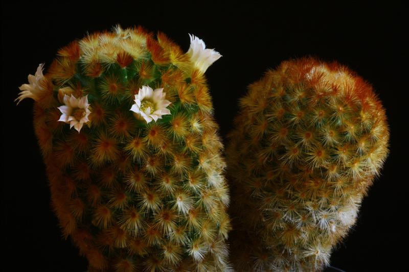 Mammillaria carmenae 