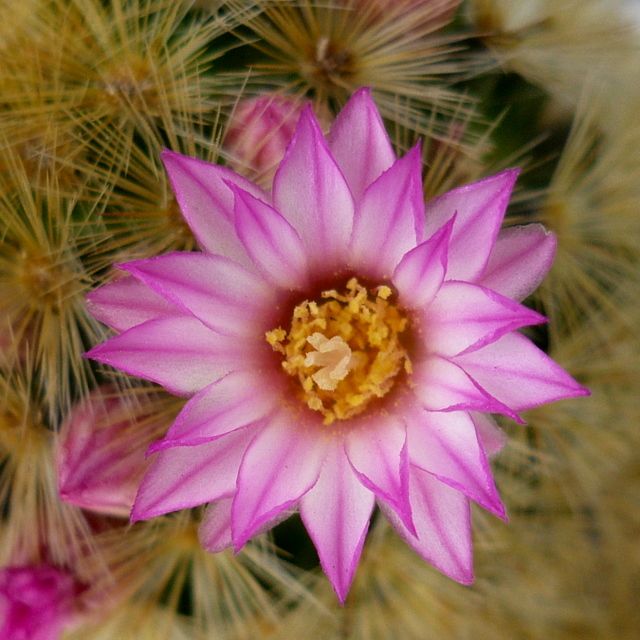 Mammillaria carmenae 