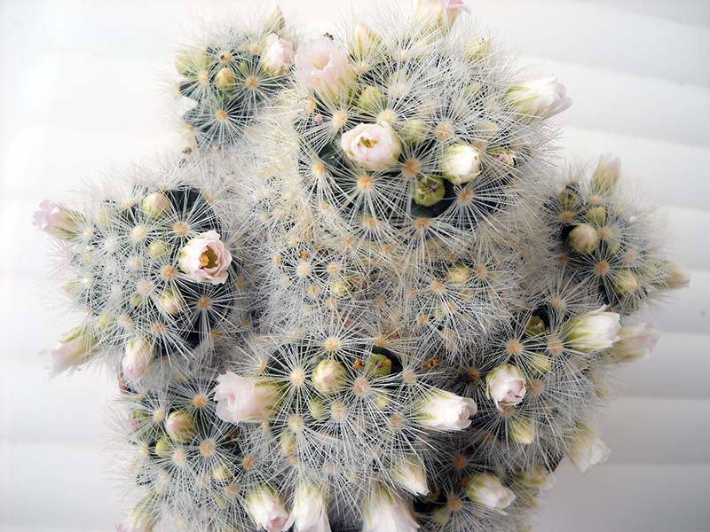 Mammillaria carmenae 