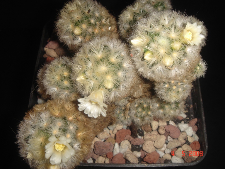 mammillaria  