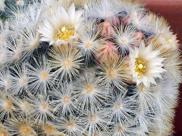 Mammillaria carmenae 