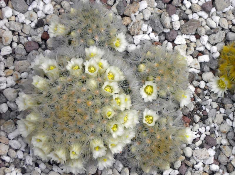 Mammillaria carmenae 