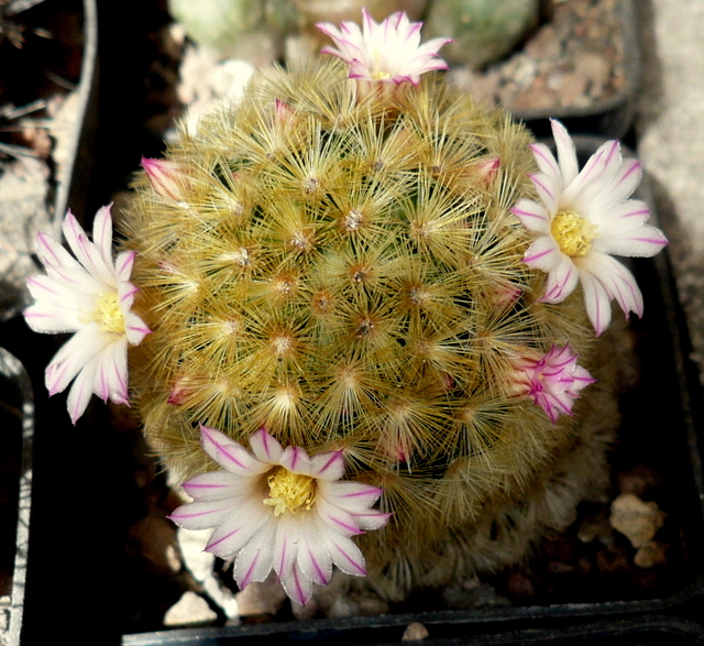 Mammillaria carmenae 