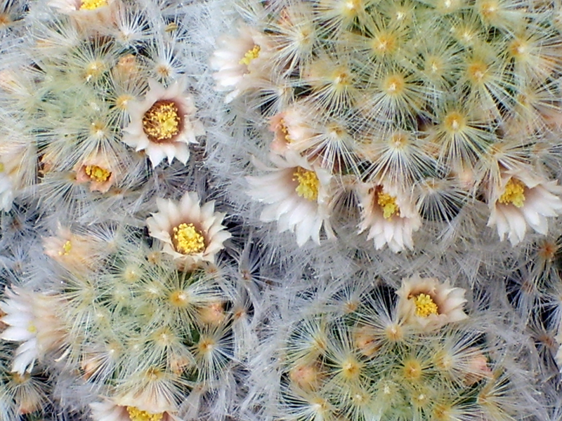 Mammillaria carmenae 