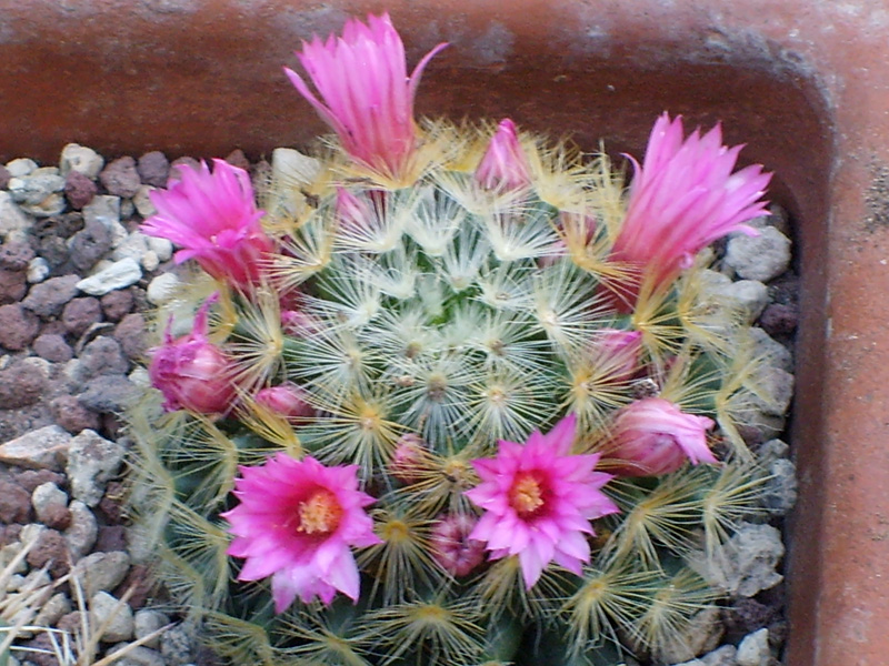 Mammillaria carmenae 