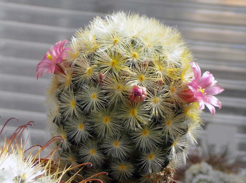 Mammillaria carmenae 