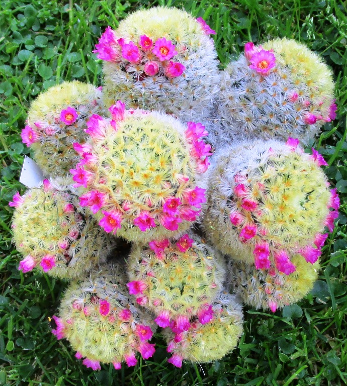 Mammillaria carmenae 