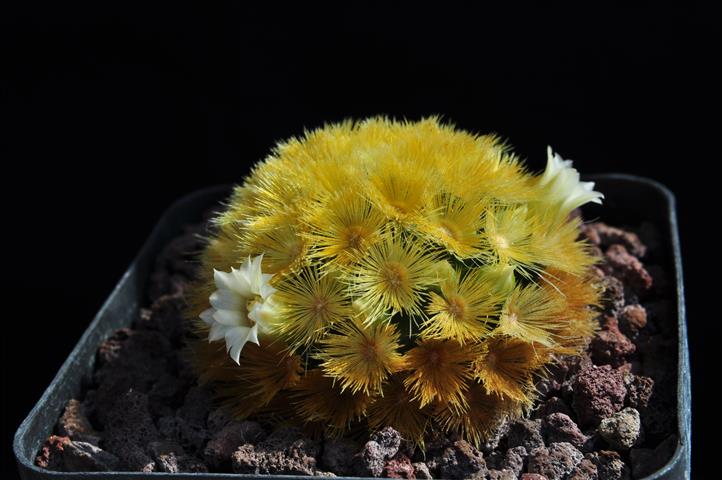 Mammillaria carmenae 