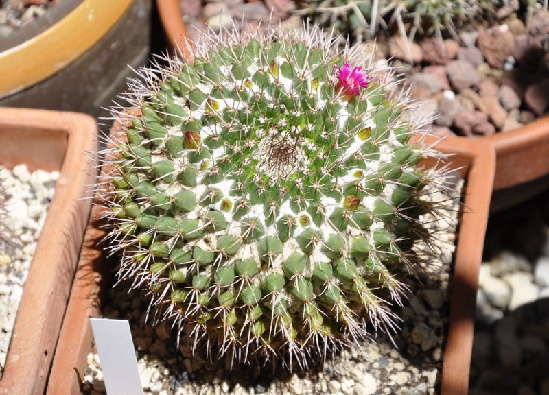 Mammillaria carnea REP866