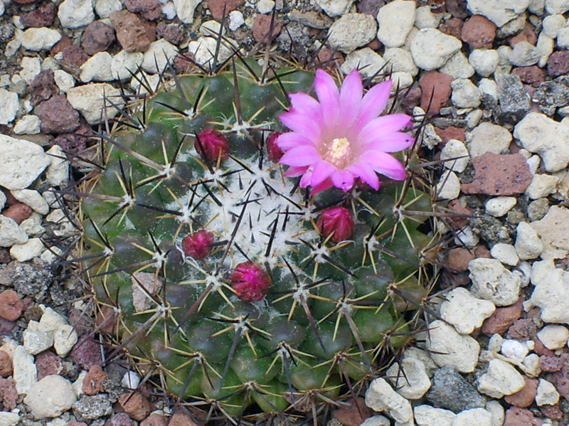 Mammillaria casoi ROG 374