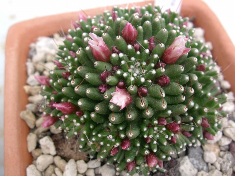 Mammillaria crinita f. monstruosa cv. caterpincy 