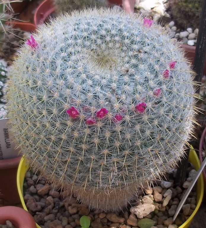 Mammillaria celsiana 