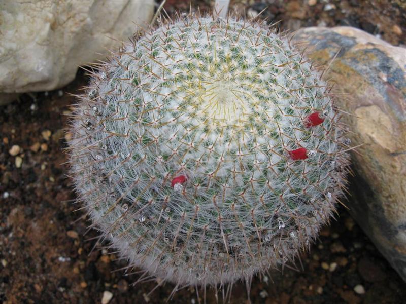 Mammillaria celsiana 