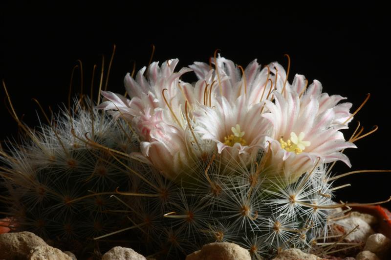 Mammillaria chica 