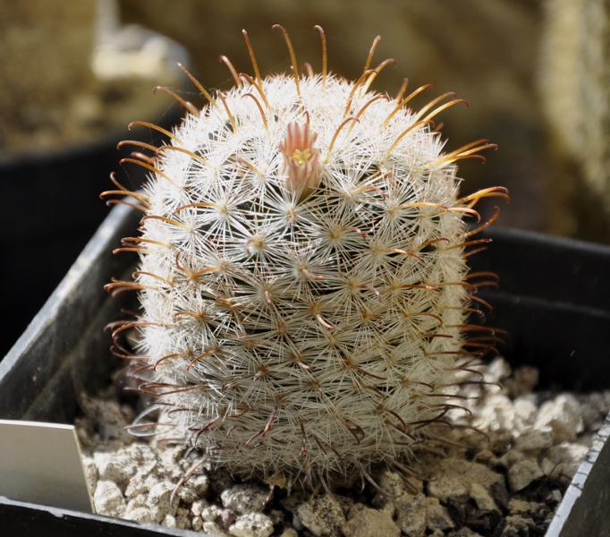 Mammillaria chica 