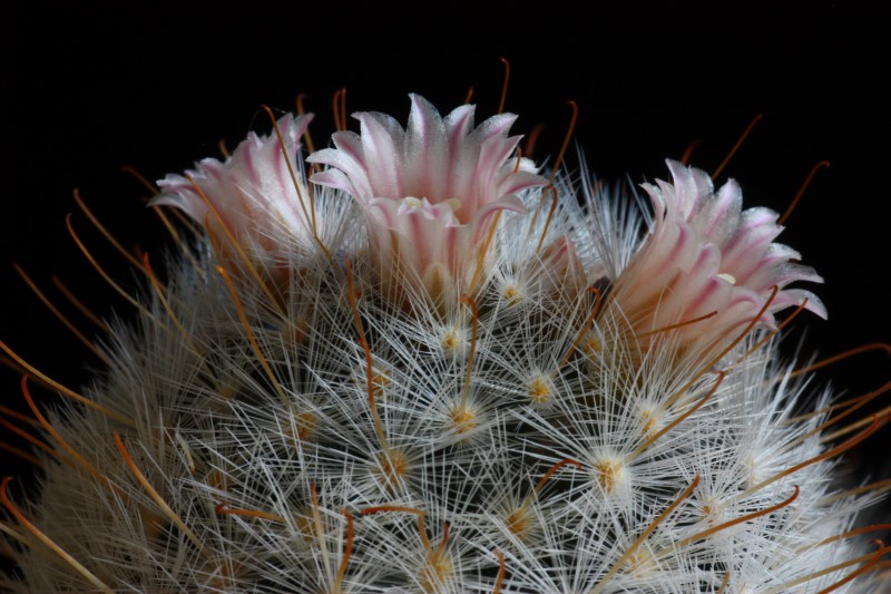 Mammillaria chica 