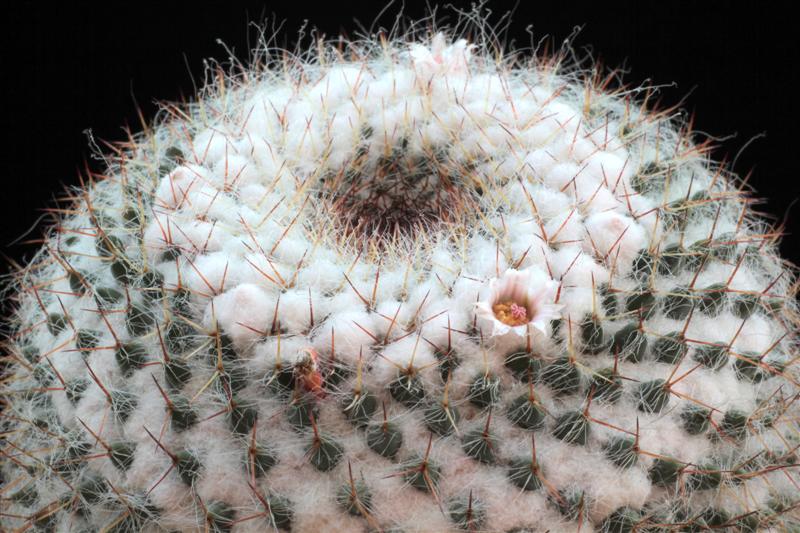 Mammillaria chionocephala 