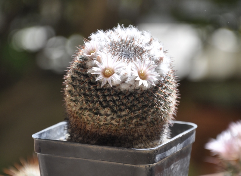 Mammillaria chionocephala ROG 90