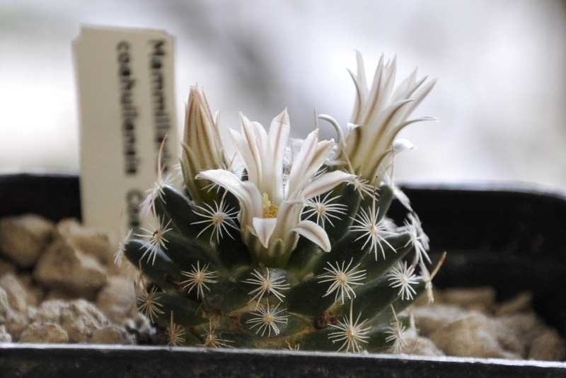 Mammillaria coahuilensis 