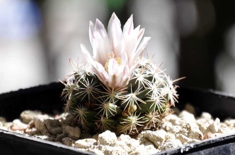 Mammillaria coahuilensis 