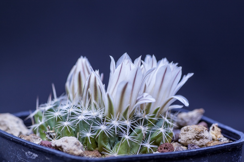 Mammillaria coahuilensis ML563