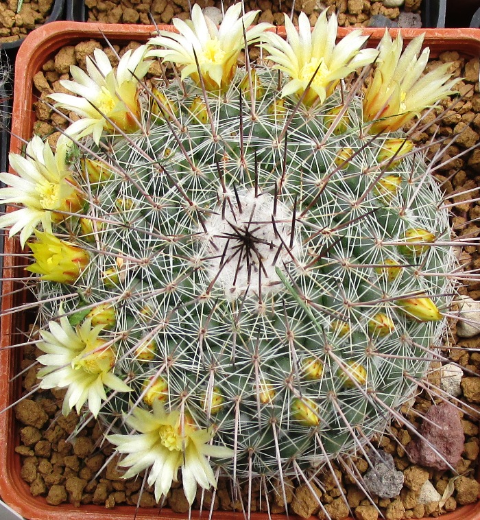 Mammillaria cobrensis 